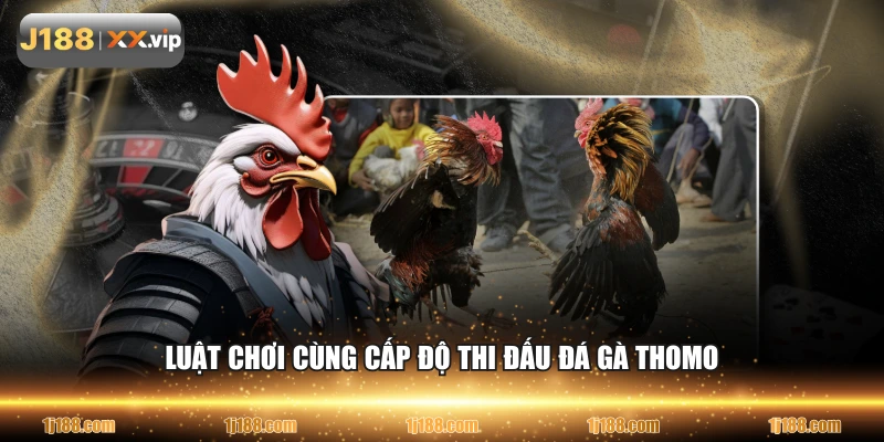 Luật chơi cùng cấp độ thi đấu đá gà Thomo