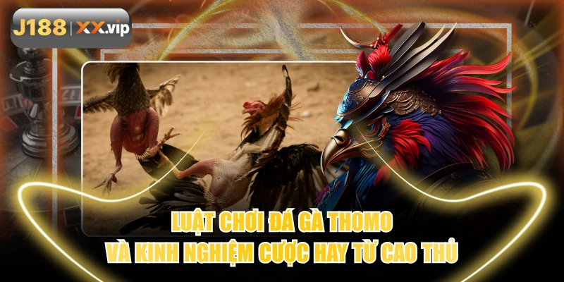 Luật Chơi Đá Gà Thomo Và Kinh Nghiệm Cược Hay Từ Cao Thủ